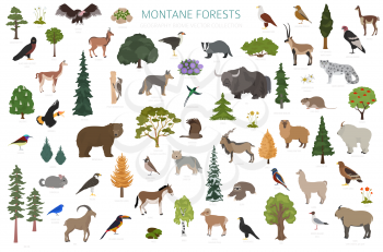 Montane forest biome, natural region infographic. Terrestrial ecosystem world map. Animals, birds and vegetations ecosystem design set. Vector illustration