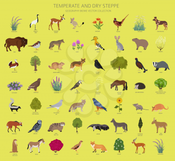 Temperate and dry steppe biome, natural region infographic. Prarie, steppe, grassland, pampas. Terrestrial ecosystem world map. Animals, birds and vegetations ecosystem design set. Vector illustration