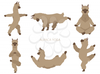 Camelids family collection. Alpaca yoga graphic design. Vector illustration