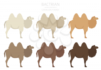 Camelids family collection. Bactrian camel infographic design. Vector illustration