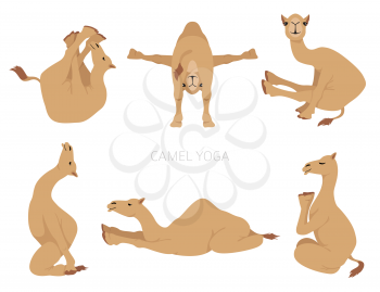 Camelids family collection. Dromedary camel yoga design. Vector illustration