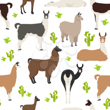 Camelids family collection. Llama graphic design. Vector illustration