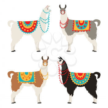 Camelids family collection. Llama graphic design. Vector illustration