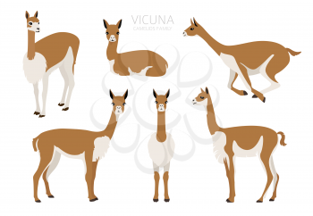 Camelids family collection. Vicuna graphic design. Vector illustration