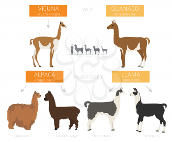 Camelids family collection. Llama infographic design. Vector illustration