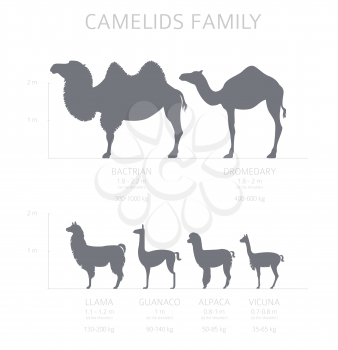 Camelids family collection. Camels and llama infographic design. Vector illustration
