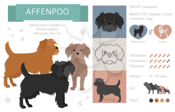 Designer dogs, crossbreed, hybrid mix pooches collection isolated on white. Affenpoo flat style clipart infographic. Vector illustration