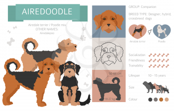 Designer dogs, crossbreed, hybrid mix pooches collection isolated on white. Airedoodle flat style clipart infographic. Vector illustration