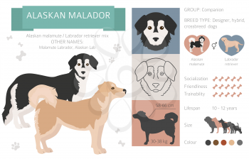 Designer dogs, crossbreed, hybrid mix pooches collection isolated on white. Alaskan malador flat style clipart infographic. Vector illustration