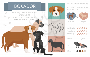 Designer dogs, crossbreed, hybrid mix pooches collection isolated on white. Boxador flat style clipart infographic. Vector illustration