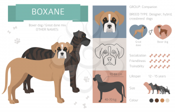 Designer dogs, crossbreed, hybrid mix pooches collection isolated on white. Boxane flat style clipart infographic. Vector illustration