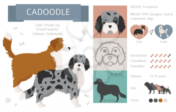 Designer dogs, crossbreed, hybrid mix pooches collection isolated on white. Cadoodle flat style clipart infographic. Vector illustration