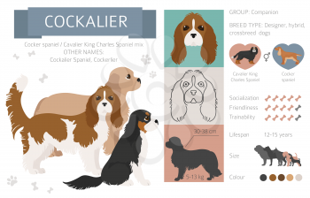 Designer dogs, crossbreed, hybrid mix pooches collection isolated on white. Cockalier flat style clipart infographic. Vector illustration