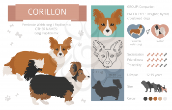 Designer dogs, crossbreed, hybrid mix pooches collection isolated on white. Corillon flat style clipart infographic. Vector illustration