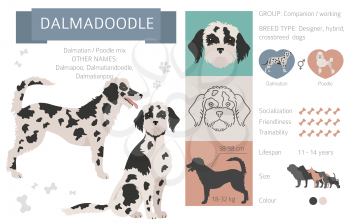 Designer dogs, crossbreed, hybrid mix pooches collection isolated on white. Dalmadoodle flat style clipart infographic. Vector illustration