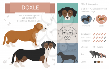 Designer dogs, crossbreed, hybrid mix pooches collection isolated on white. Doxle flat style clipart infographic. Vector illustration