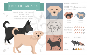 Designer dogs, crossbreed, hybrid mix pooches collection isolated on white. Frenchie labrador flat style clipart infographic. Vector illustration