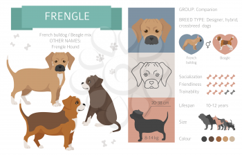 Designer dogs, crossbreed, hybrid mix pooches collection isolated on white. Frengle flat style clipart infographic. Vector illustration