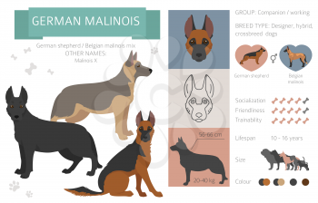 Designer dogs, crossbreed, hybrid mix pooches collection isolated on white. German malinois flat style clipart infographic. Vector illustration