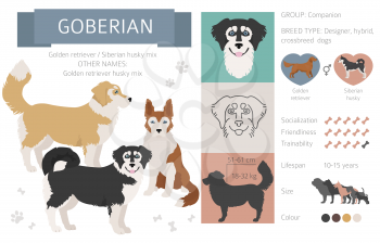 Designer dogs, crossbreed, hybrid mix pooches collection isolated on white. Goberian flat style clipart infographic. Vector illustration