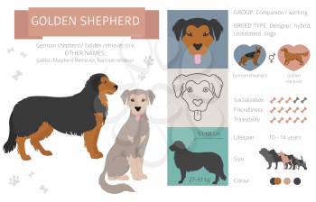 Designer dogs, crossbreed, hybrid mix pooches collection isolated on white. Golden shepherd flat style clipart infographic. Vector illustration