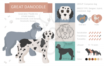 Designer dogs, crossbreed, hybrid mix pooches collection isolated on white. Great danoodle flat style clipart infographic. Vector illustration
