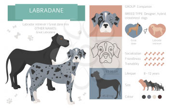 Designer dogs, crossbreed, hybrid mix pooches collection isolated on white. Labradane flat style clipart infographic. Vector illustration