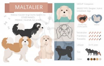 Designer dogs, crossbreed, hybrid mix pooches collection isolated on white. Maltalier flat style clipart infographic. Vector illustration