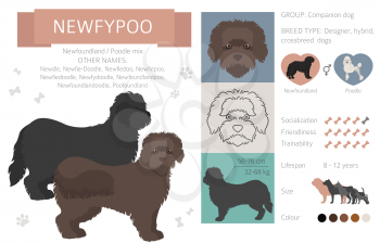 Designer dogs, crossbreed, hybrid mix pooches collection isolated on white. Newfypoo flat style clipart infographic. Vector illustration