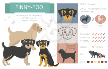 Designer dogs, crossbreed, hybrid mix pooches collection isolated on white. Pinny poo flat style clipart infographic. Vector illustration