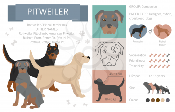 Designer dogs, crossbreed, hybrid mix pooches collection isolated on white. Pitweiler flat style clipart infographic. Vector illustration