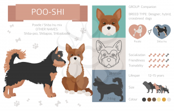 Designer dogs, crossbreed, hybrid mix pooches collection isolated on white. Poo-shi flat style clipart infographic. Vector illustration