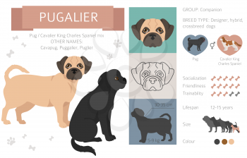 Designer dogs, crossbreed, hybrid mix pooches collection isolated on white. Pugalier flat style clipart infographic. Vector illustration