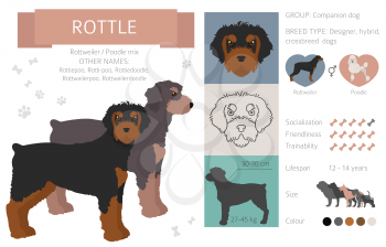 Designer dogs, crossbreed, hybrid mix pooches collection isolated on white. Rottle flat style clipart infographic. Vector illustration