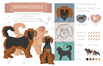 Designer dogs, crossbreed, hybrid mix pooches collection isolated on white. Shepadoodle flat style clipart infographic. Vector illustration