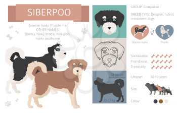 Designer dogs, crossbreed, hybrid mix pooches collection isolated on white. Siberpoo flat style clipart infographic. Vector illustration