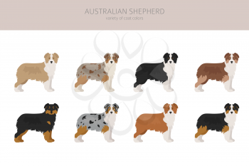 Australian shepherd dog without tail. Different variations of coat color set.  Vector illustration