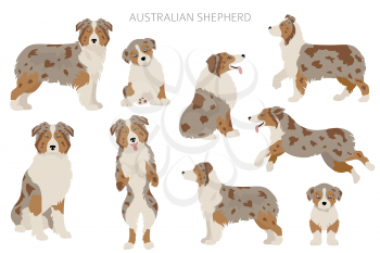 Australian shepherd dogs set. Color varieties, different poses. Dogs infographic collection. Vector illustration