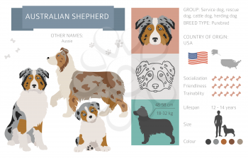 Australian shepherd dog isolated on white. Characteristic, color varieties, temperament info. Dogs infographic collection. Vector illustration