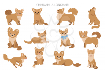 Chihuahua dogs  in different poses. Adult and puppy set.  Vector illustration