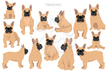 French bulldogs in different poses. Adult and puppy set.  Vector illustration