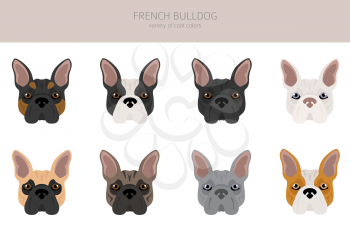 French bulldog. Different varieties of coat color dog set.  Vector illustration
