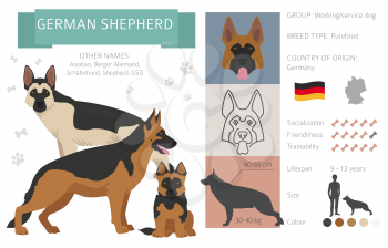 German shepherd dog isolated on white. Characteristic, color varieties, temperament info. Dogs infographic collection. Vector illustration