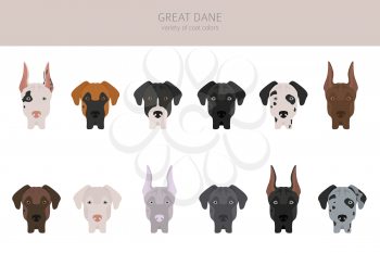 Great dane. Different varieties of coat color dog set.  Vector illustration