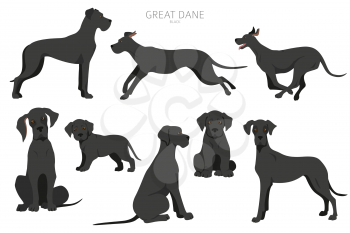 Great dane dogs in different poses. Adult and great dane puppy set.  Vector illustration