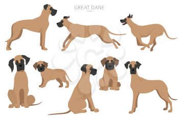 Great dane dogs in different poses. Adult and great dane puppy set.  Vector illustration