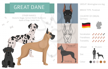 Great dane dog isolated on white. Characteristic, color varieties, temperament info. Dogs infographic collection. Vector illustration
