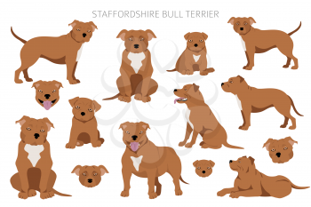 Staffordshire bull terrier in different poses. Staffy characters set.  Vector illustration