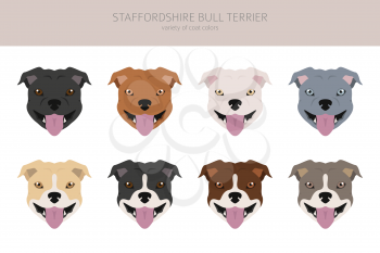 Pit bull type dogs. Staffordshire bull terrier. Different variaties of coat color bully dogs set.  Vector illustration