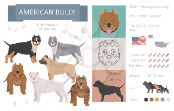 American bully dog isolated on white. Characteristic, color varieties, temperament info. Dogs infographic collection. Vector illustration